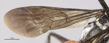 Media type: image;   Entomology 17184 Aspect: Wing front